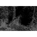 testis.gif