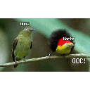 nortenone.gif