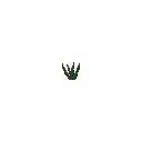 tr.png