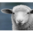 ovca.png
