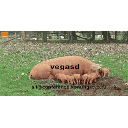 haz.gif