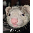 ilmizrka_wa.jpg